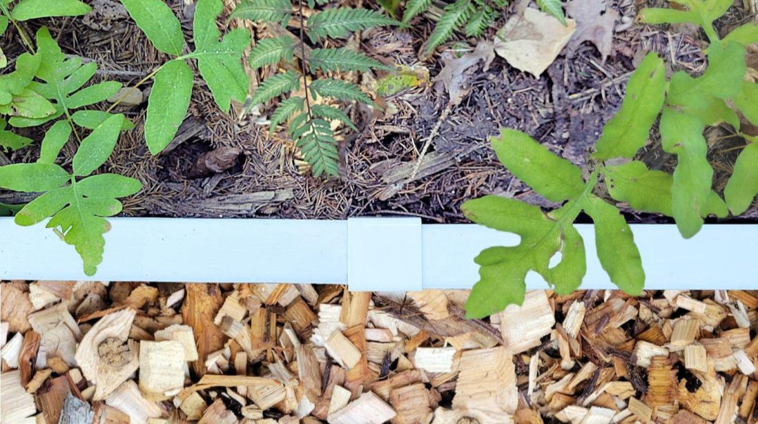 Landscape edging made of 2x4 lumber stained white and Picket Fence White 2xEDGE Staples to separate a fern garden from a wood chip path.
