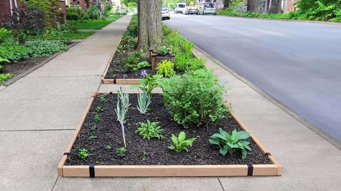 A hellstrip garden on an urban street edged with 2x4 lumber and Satin Black 2xEDGE Staples.