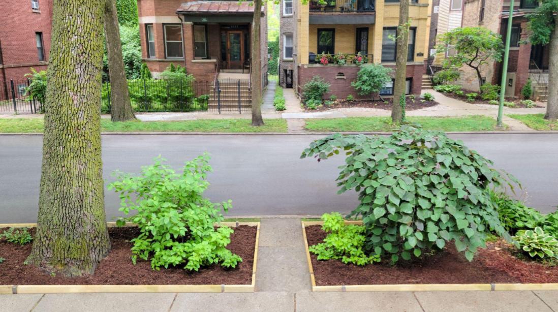 A curbside garden on a city street edged with 2x4 lumber and Rustic Steel 2xEDGE Staples.