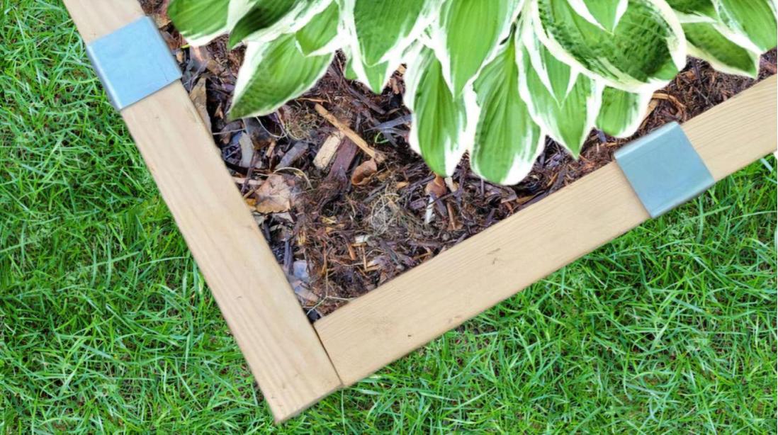 A garden bed with a variegated hosta and mulch separated from lawn by edging made of 2x4 lumber and Rustic Steel 2xEDGE Staples.