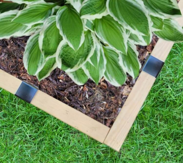 2xEDGE Satin Black Staples installed on treated lumber to create a raised garden bed with hosta.