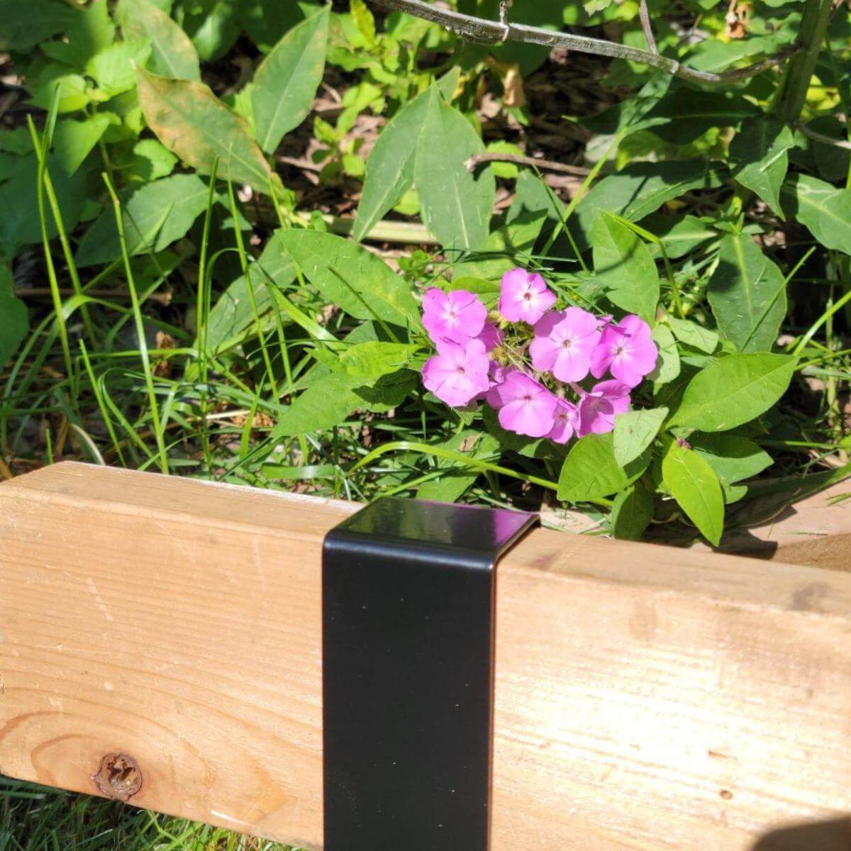 Closeup of 2xEDGE Satin Black Staple installed on two-by lumber with phlox in background.