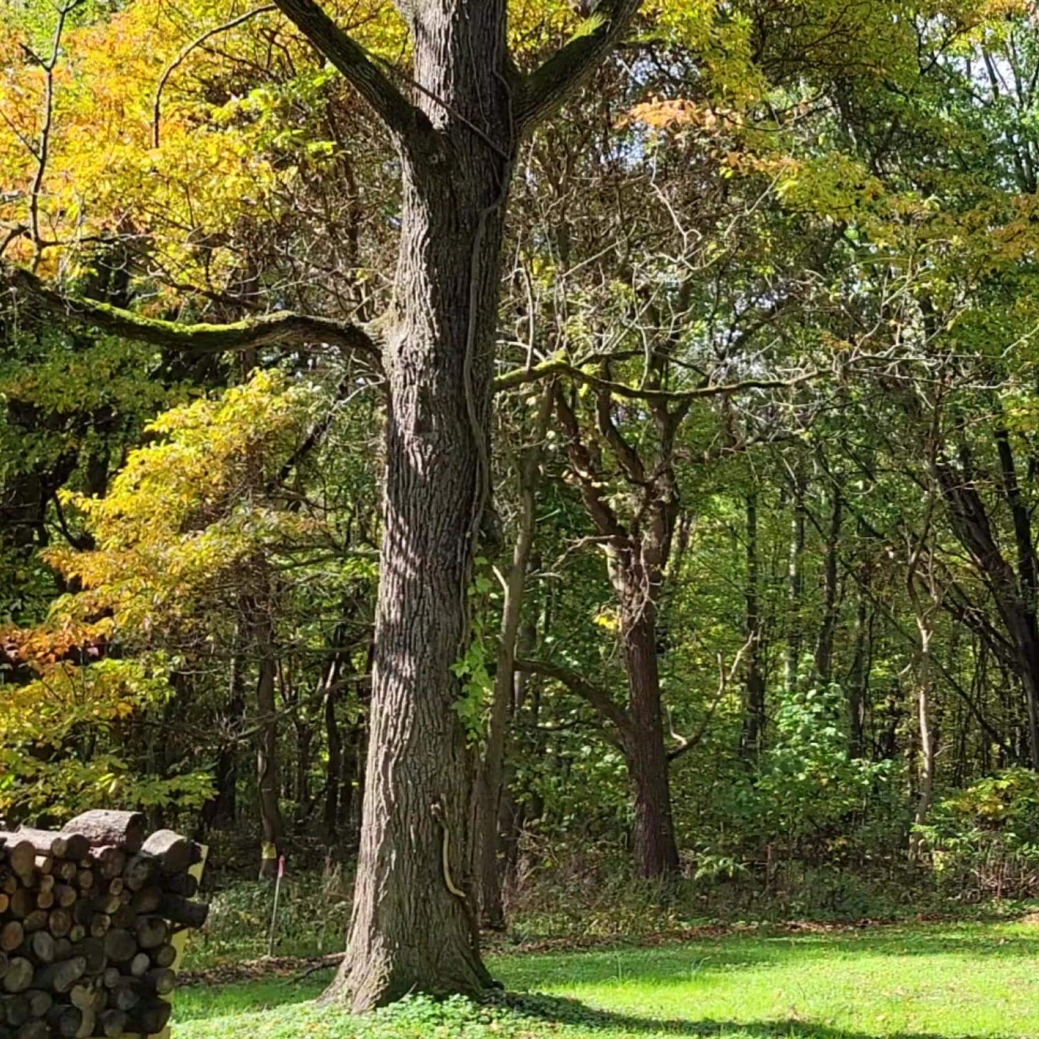 A firewood stand next to a black walnut tree on a grassy patch in the foreground with a forest in the background.