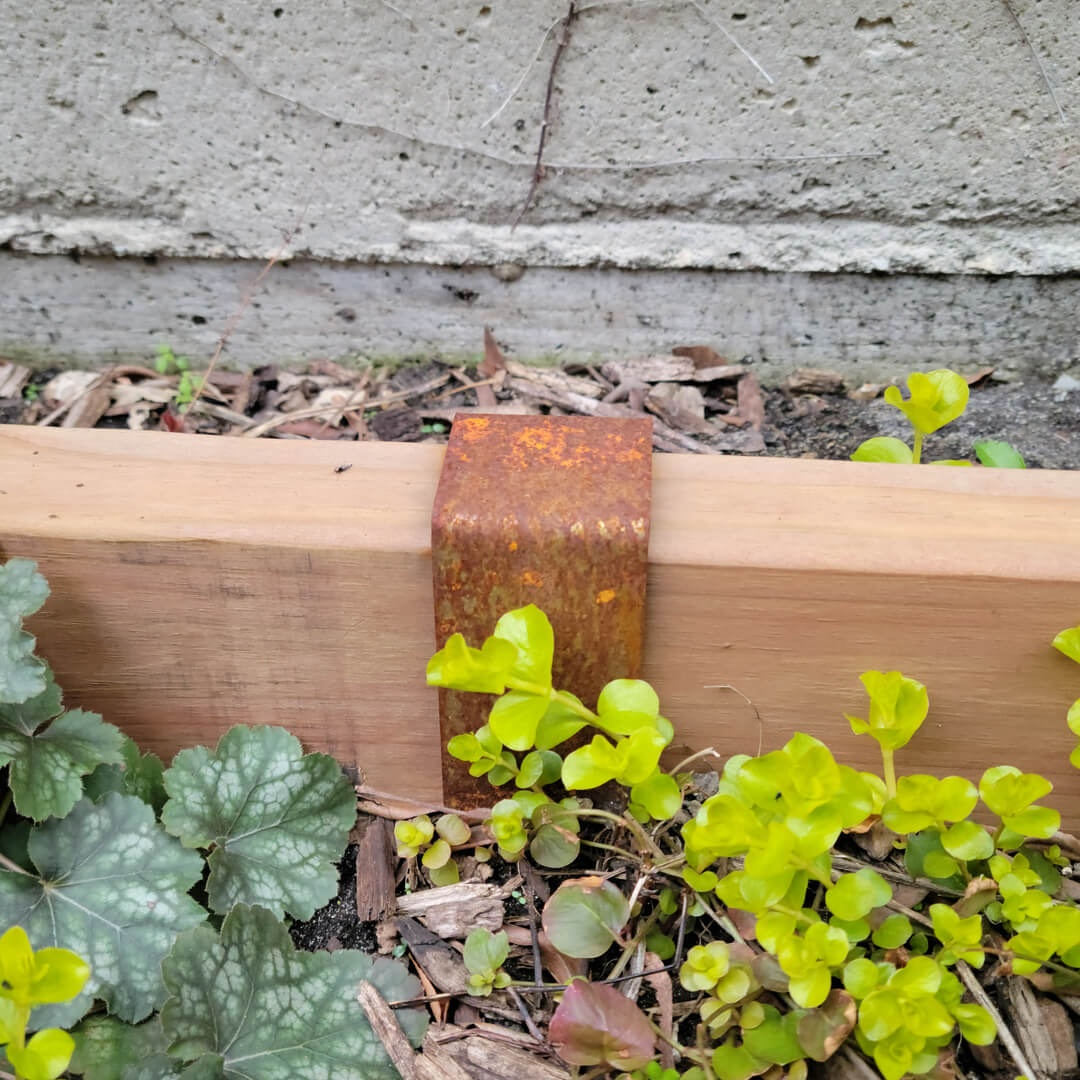 Photo of a rusted 2xEDGE staple installed on a cedar 2x4 with creeping jenny plant.