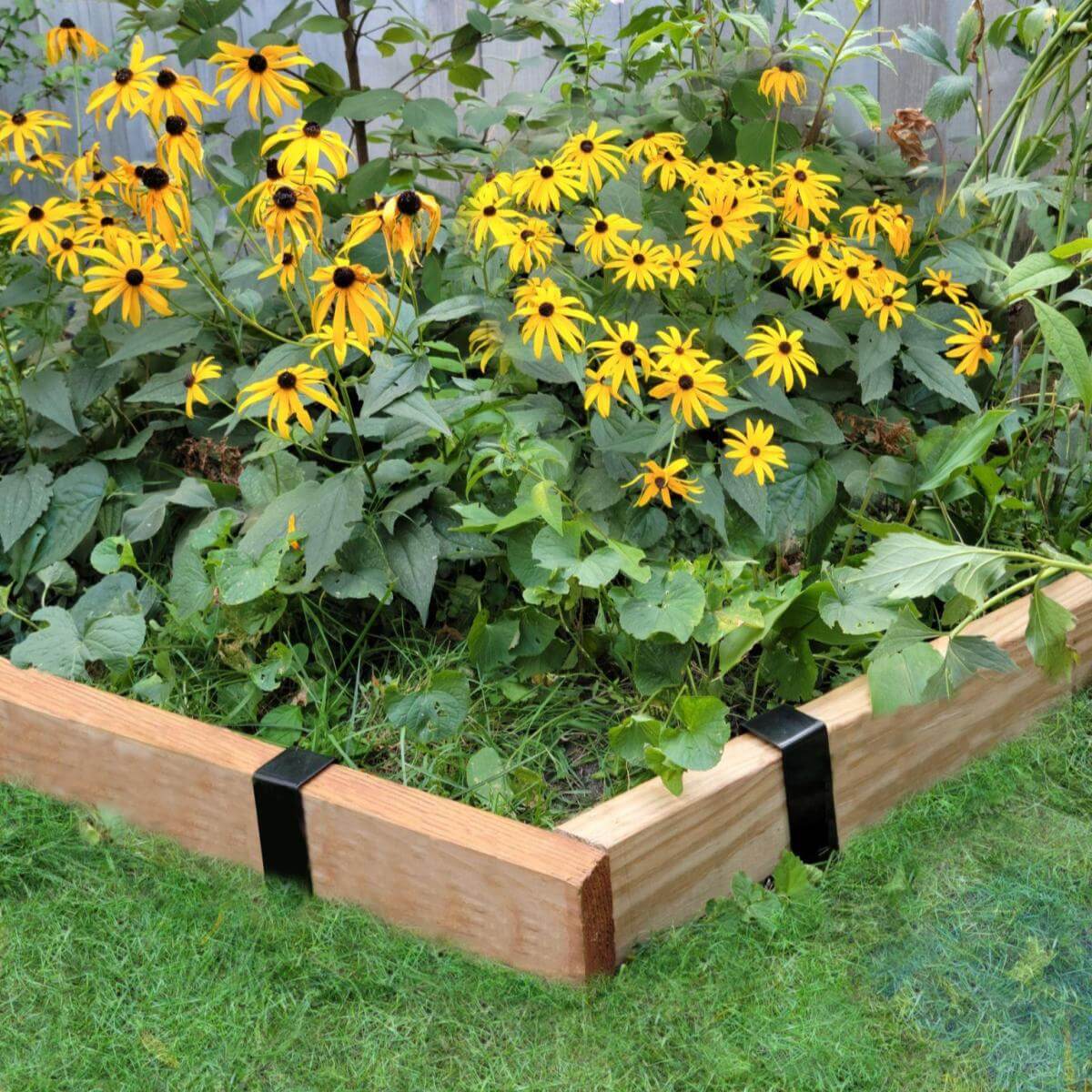 The corner of a garden bed edged with 2x4 pressure treated lumber installed with Satin Black 2xEDGE Staples.