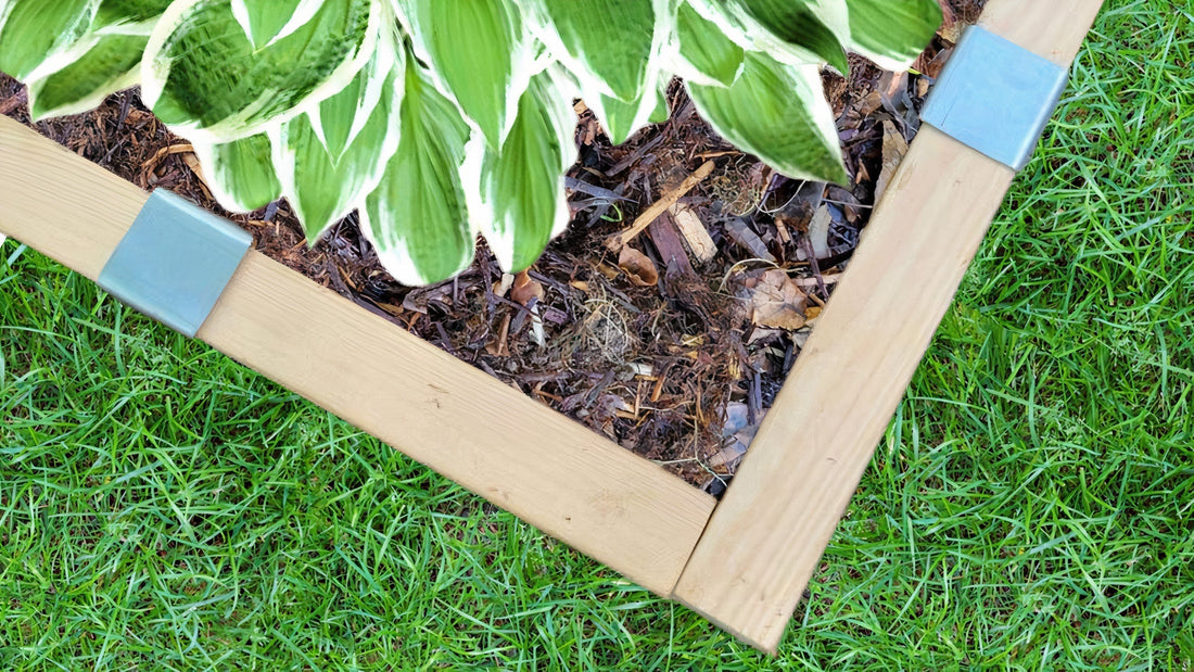 2x4 lumber installed as lawn edging with 2xEDGE Staples to separate grass and a garden bed containing a hosta.