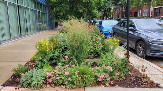 A parking strip garden in an urban setting.