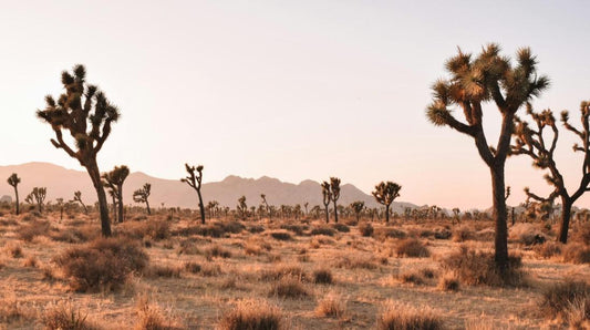 Arid desert landscape with dry, compacted soil and Joshua Trees  illustrating the challenging ground conditions to check for before installing 2xEDGE landscape edging staples.