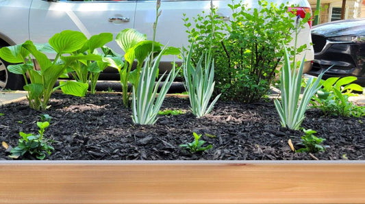 A parking strip garden with wood landscape edging.