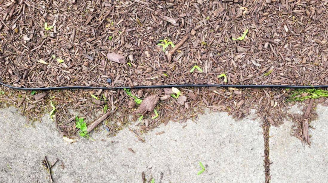 Wood chip mulch spilling over plastic edging onto a cement sidewalk.