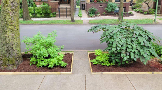 Wood garden edging installed at ground level along a sidewalk garden bed.