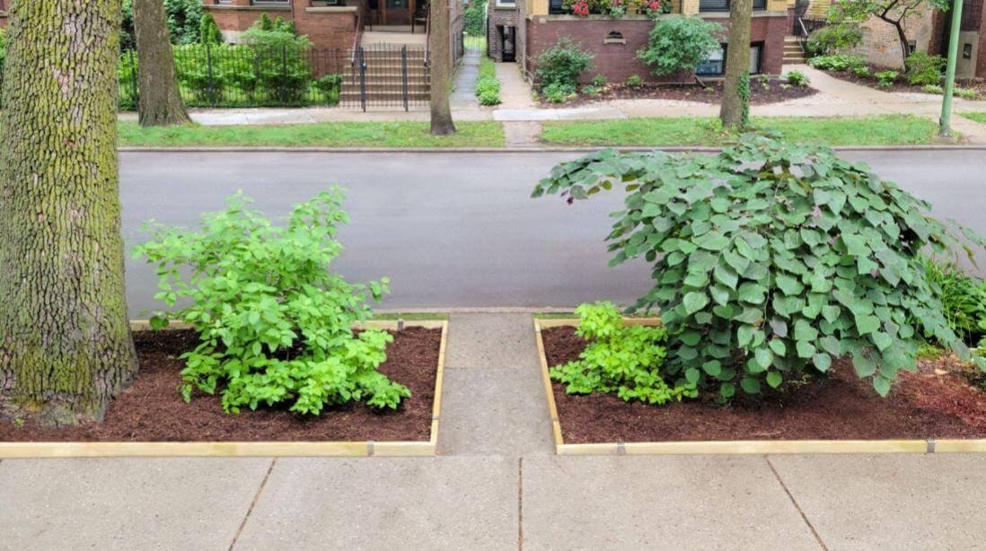 Wood garden edging installed at ground level along a sidewalk garden bed.