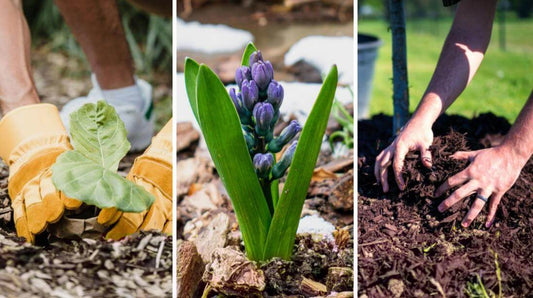 Three photos showing 1) gloved hands placing a plant in ground covered with wood chips, 2) a blooming hyacinth surrounded by pine bark nuggets, and 3) hands moving hardwood mulch around.