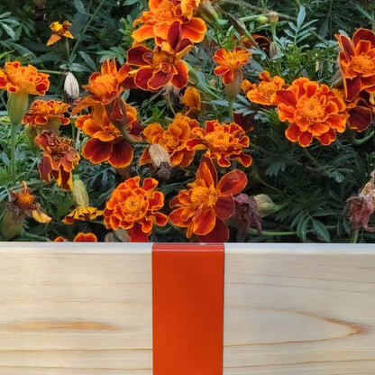 Monarch Orange 2xEDGE Staple installed on 2x4 lumber as wood garden edging