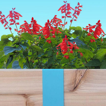 Robins Egg Blue 2xEDGE Staple installed on 2x4 lumber as wood garden edging