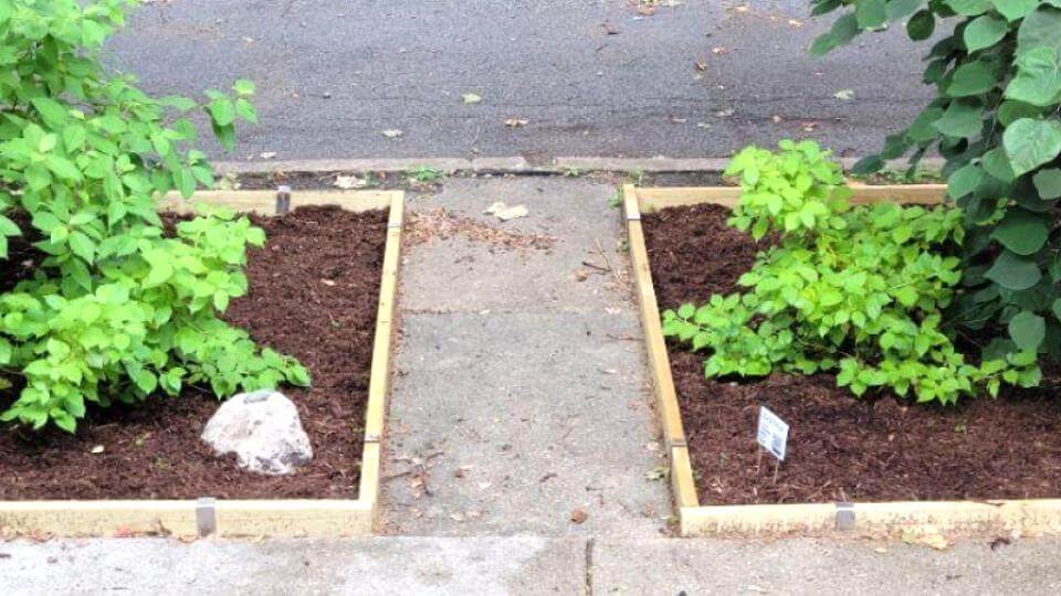 Two-by lumber installed along a city sidewalk with 2xEDGE Staples to create raised mulch beds