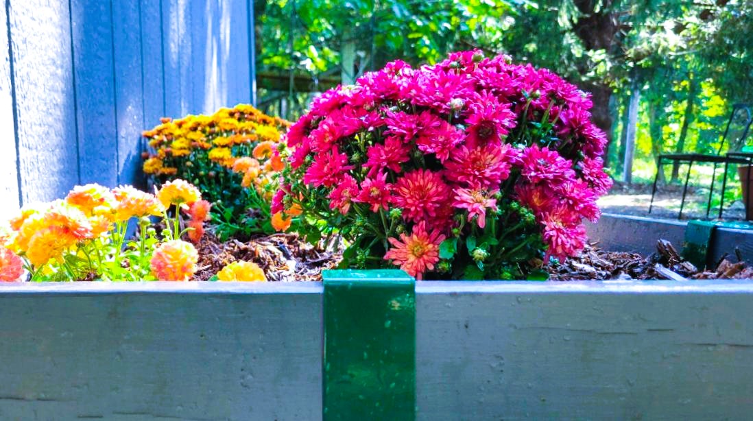 A Forest Green 2xEDGE Staple installed on a painted 2x4 to create a flower bed with mums in the background.