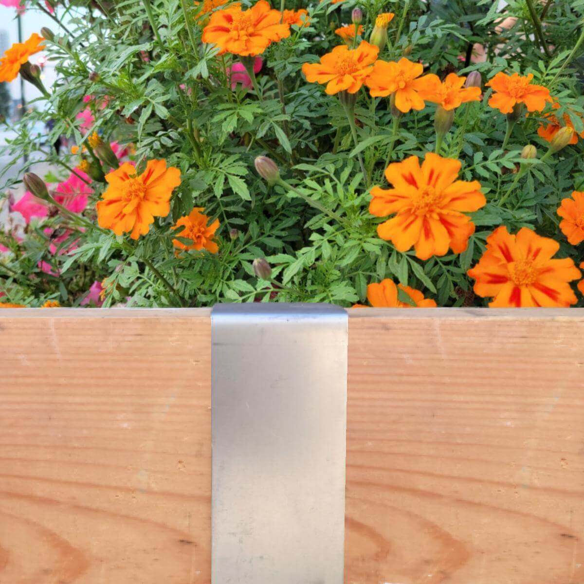 Rustic steel 2xEDGE staple installed on treated lumber to create flower bed with marigolds.