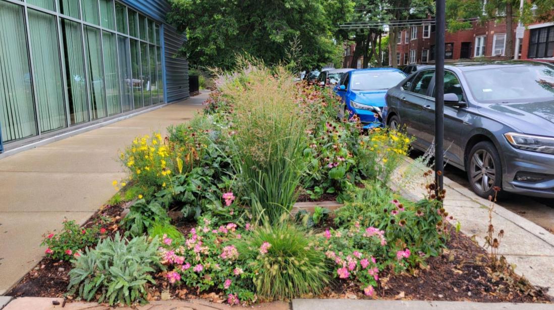A parking strip garden in full late summer bloom on an urban street.