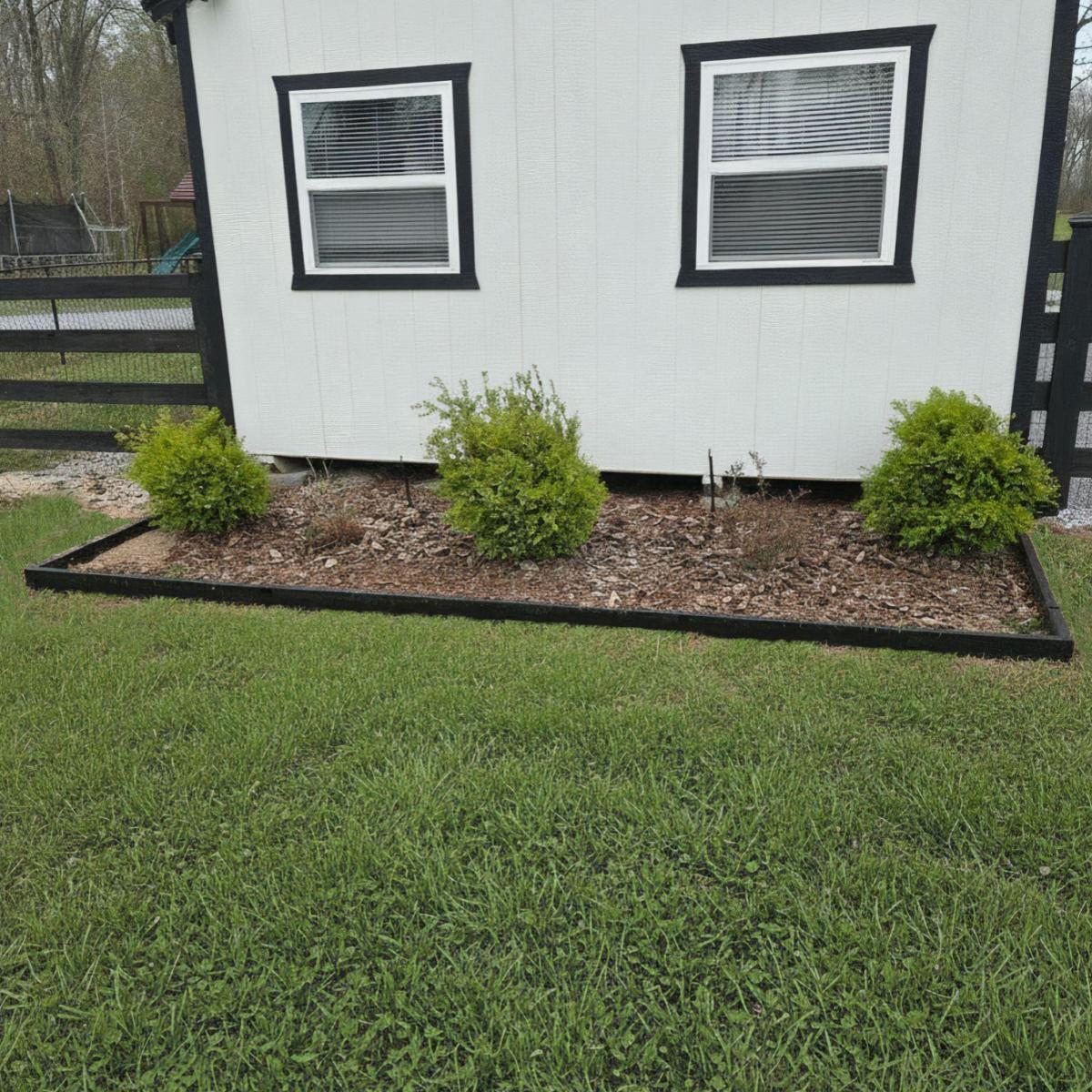 A white shed with black trim and two windows with flower bed edging made with 2x4 lumber stained dark walnut and Satin Black 2xEDGE Staples. The edging contains  mulch and three green shrubs.