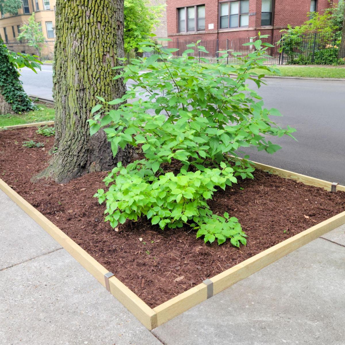 Rectangular wood tree ring edging built around a curbside tree trunk, sized to fit the space between the sidewalk and street.