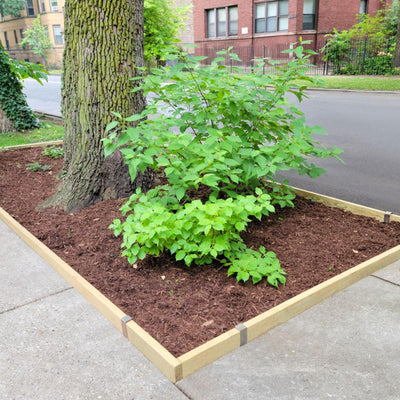 Rectangular wood tree ring edging built around a curbside tree trunk, sized to fit the space between the sidewalk and street.
