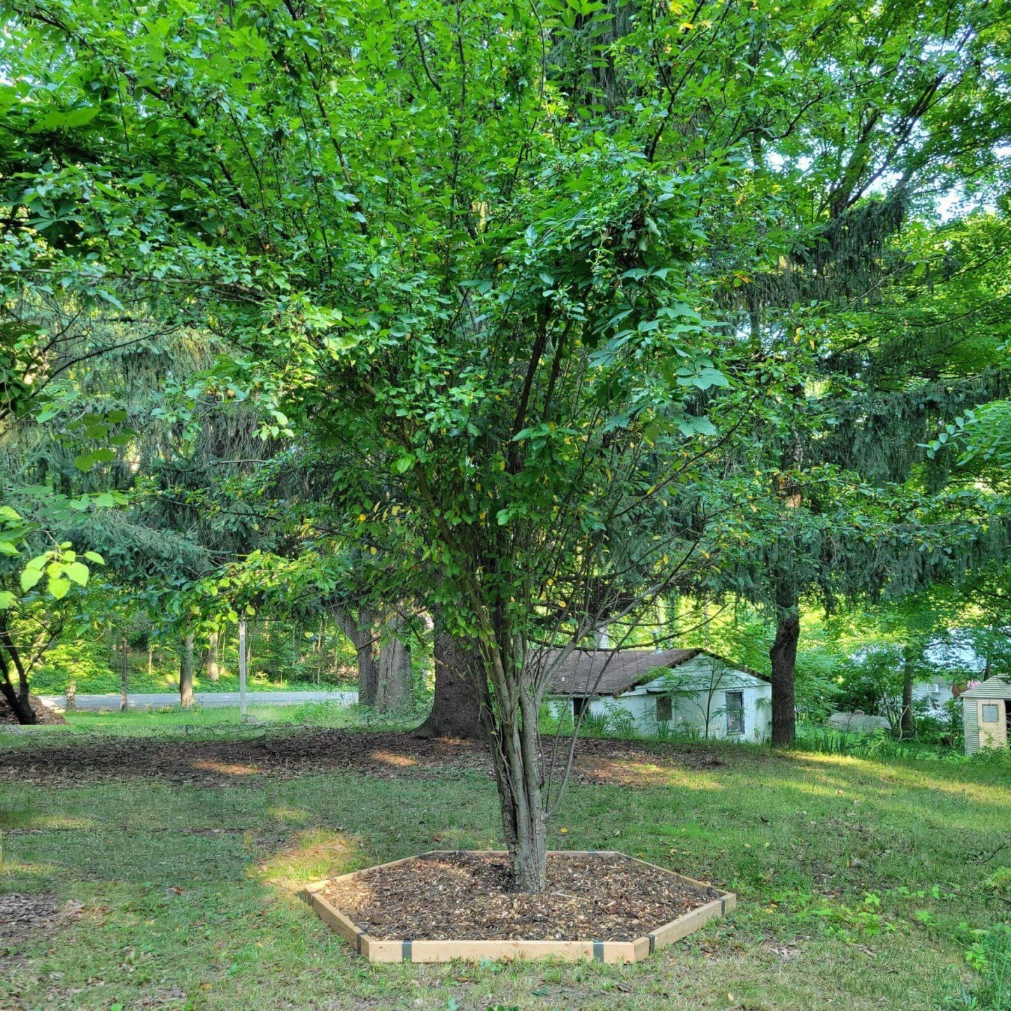 Tree Surround Project